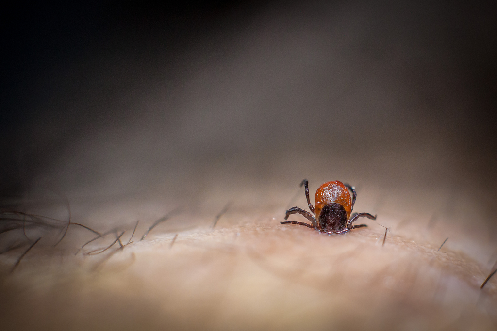 Deer Tick Lyme Disease