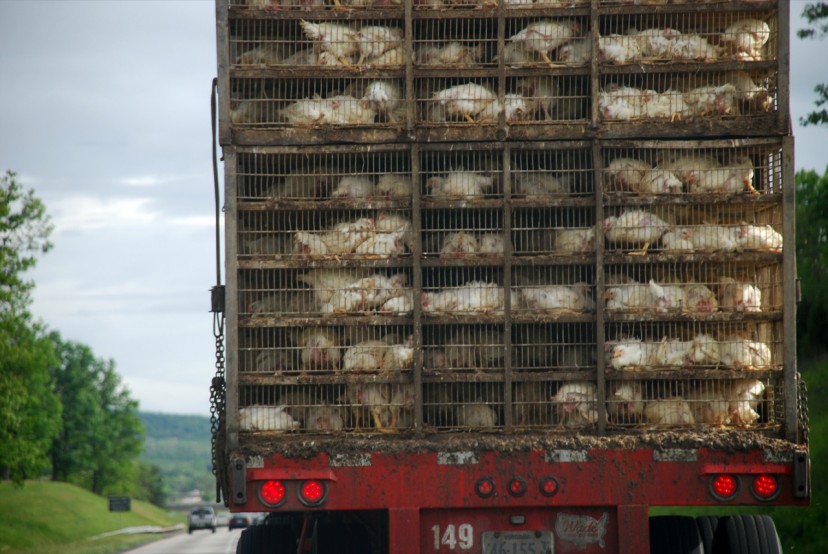 Inhumane Chicken Farming