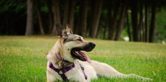 Dogs Improve Your Health