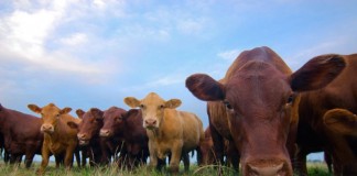 Grass Fed Beef Healthier Than Conventional