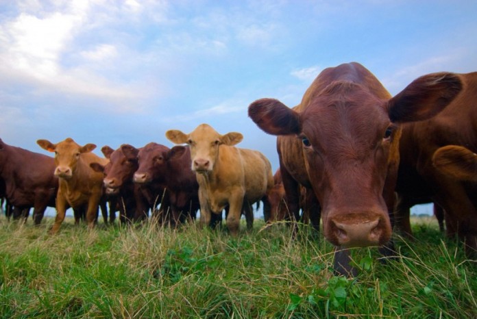 Grass Fed Beef Healthier Than Conventional