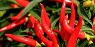 Cayenne Pepper For Weight Loss