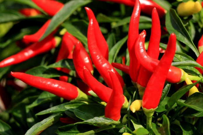 Cayenne Pepper For Weight Loss