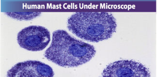 human mast cells microscope