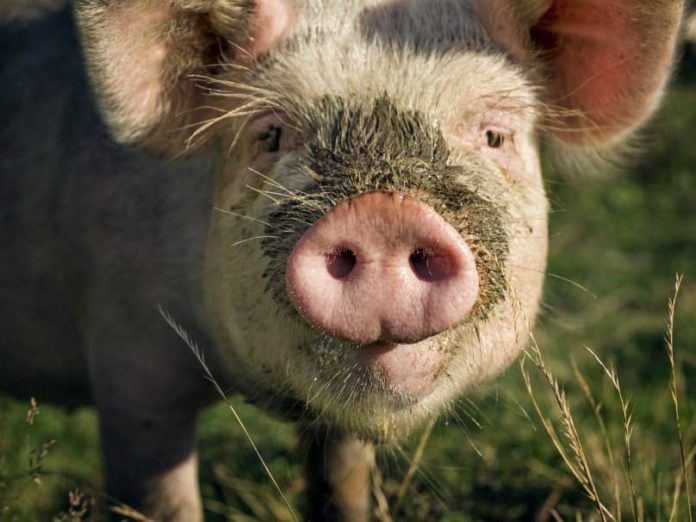 Why You Should Avoid Pork