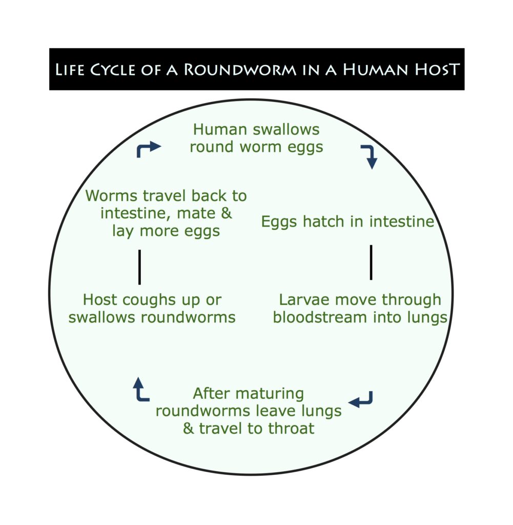 roundworm infographic