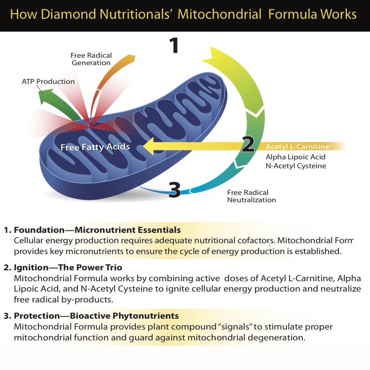 mitochondrial inforgraphic 6