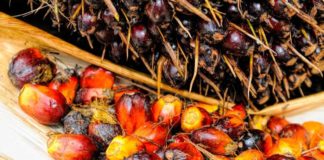 palm oil processing