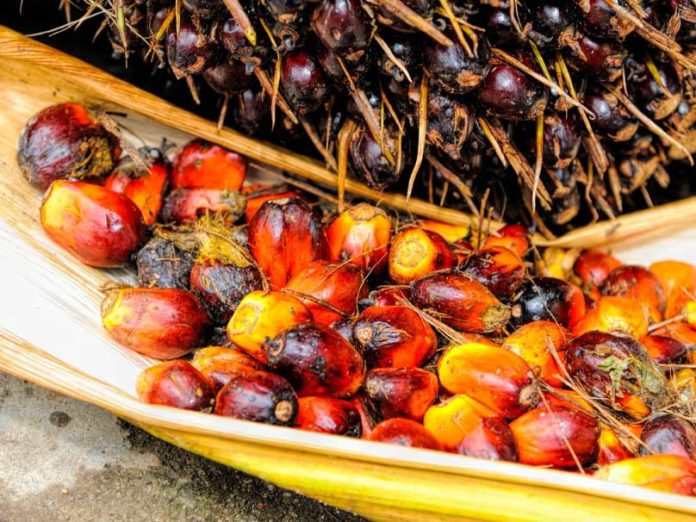 palm oil processing