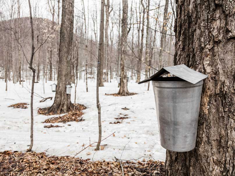 maple syrup tap