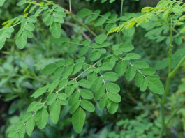 Is Moringa Safe and Good for you?