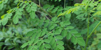 Is Moringa Safe and Good for you?