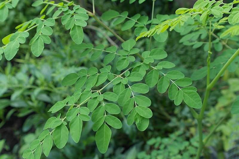 Is Moringa Safe and Good for you?