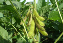 Separating Myths and Facts About Soy