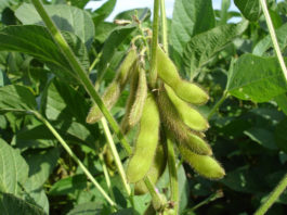 Separating Myths and Facts About Soy