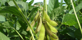 Separating Myths and Facts About Soy