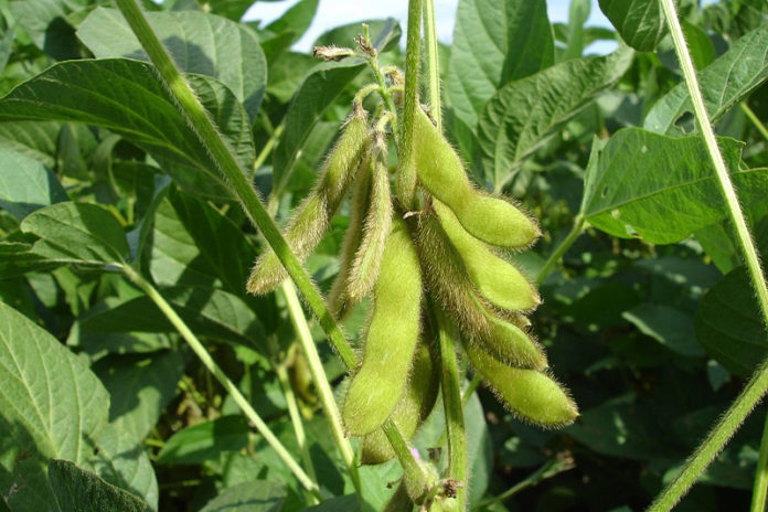 Separating Myths and Facts About Soy