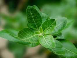 ashwagandha for stress