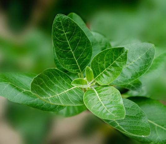 ashwagandha for stress