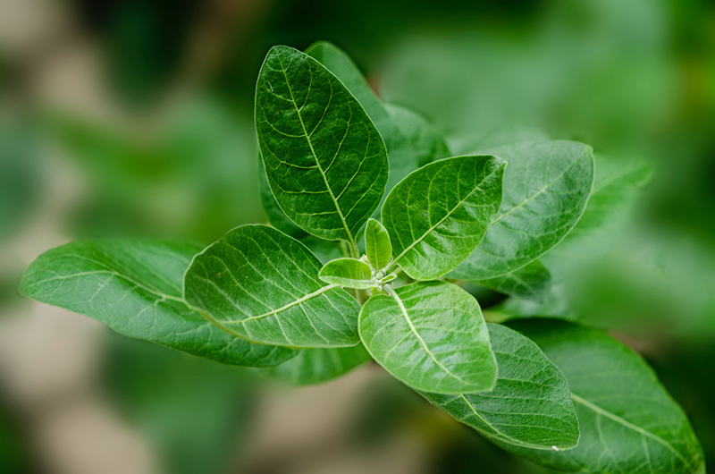 ashwagandha for stress